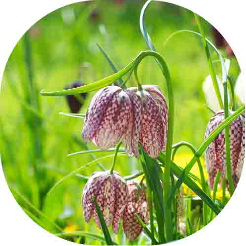 Snakeshead Fritillary (Fritillaria meleagris) bulbs